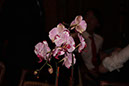 IMG_6690